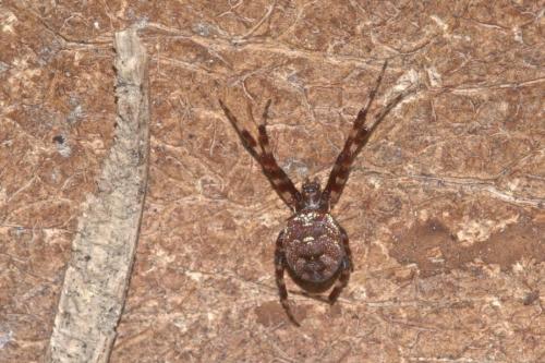 Réf. 201 985 : Gea sp.