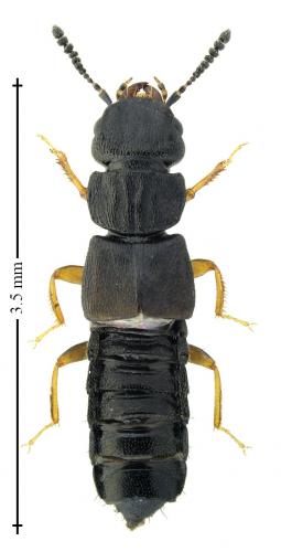 Anotylus complanatus