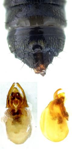 Anotylus complanatus