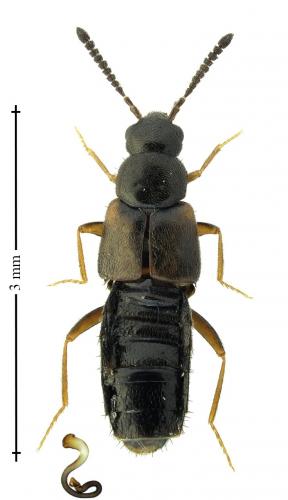 Réf. 201 932 : Atheta trinotata