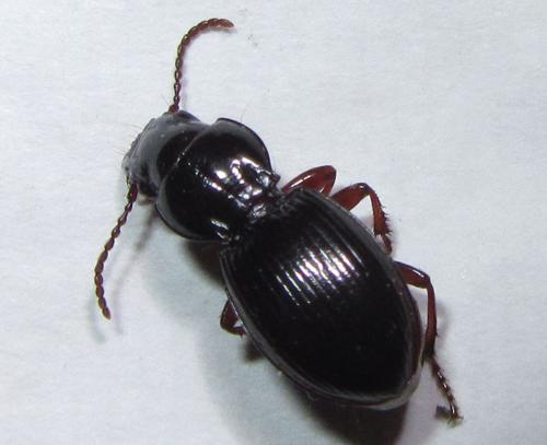 Molops piceus