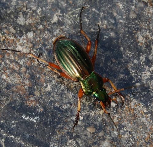 Carabus auratus
