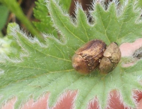 Réf. 201 973 : Hypocassida sp.