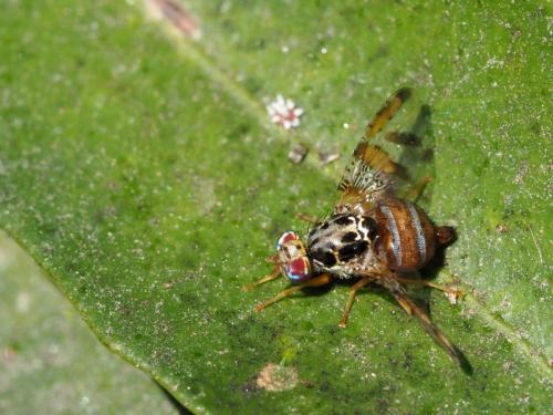 Réf. 201 880 : Ceratitis capitata