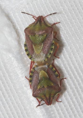 Antheminia absinthii