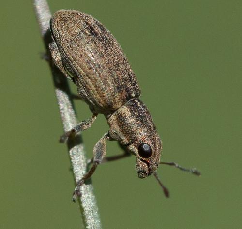 Réf. 201 436 : Sitona sp.