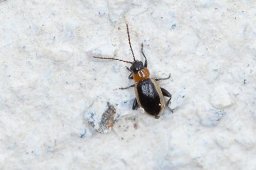 Réf. 201 519 : Longitarsus dorsalis