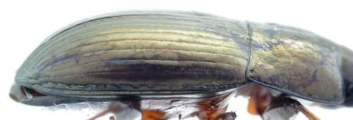 Amara convexior