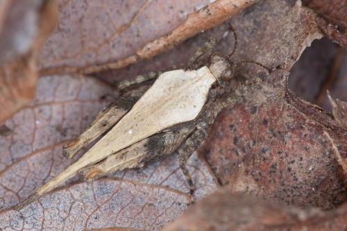 Réf. 201 728 : Paratettix meridionalis