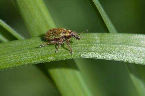 Réf. 201 271 : Hypera nigrirostris