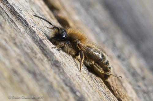 Andrena sp.