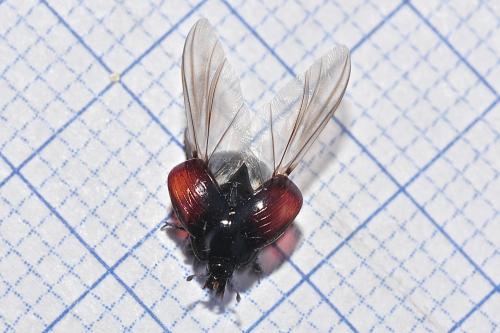 Margarinotus purpurascens