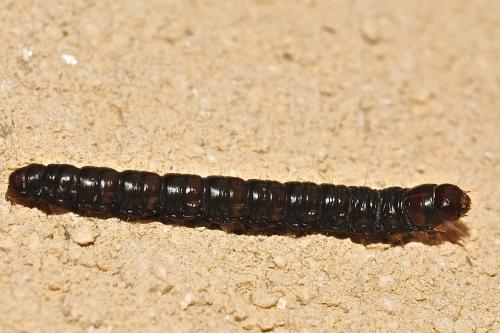 Réf. 201 351 : Aglossa pinguinalis