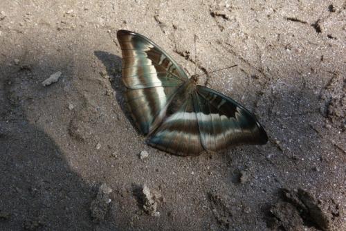 Auzakia danava
