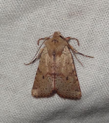 Xanthia ruticilla