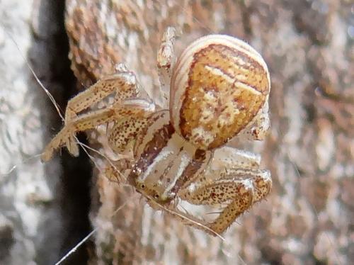 Réf. 201 011 : Xysticus ulmi