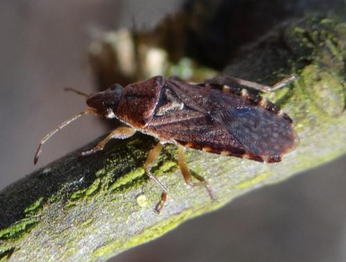 Orsillus depressus