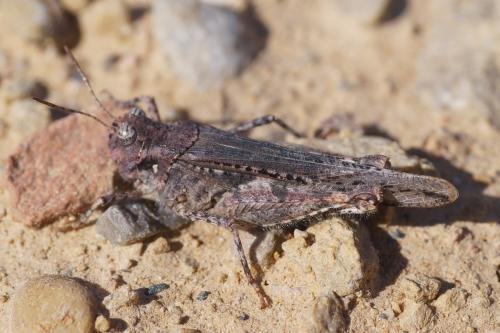Réf. 201 325 : Acrotylus insubricus insubricus