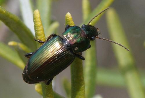 Réf. 201 631 : Harpalus distinguendus
