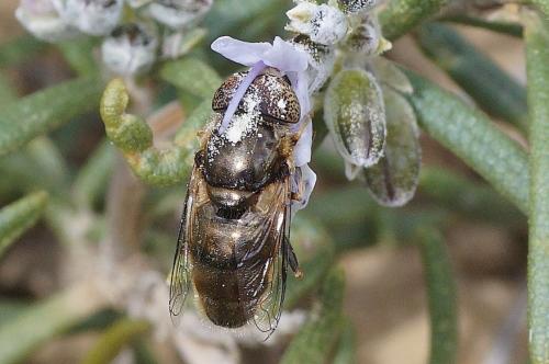 Réf. 201 448 : Eristalinus aeneus