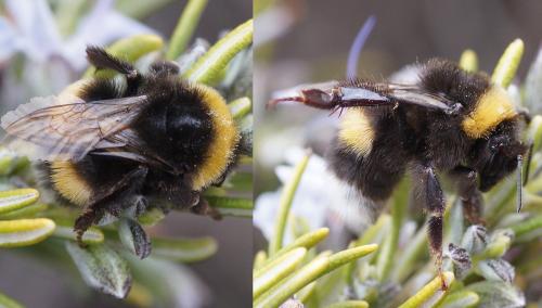 Bombus sp.