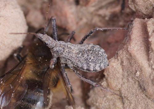 Réf. 201 474 : Rhynocoris erythropus