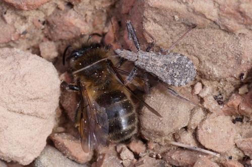Réf. 201 324 : Rhynocoris erythropus