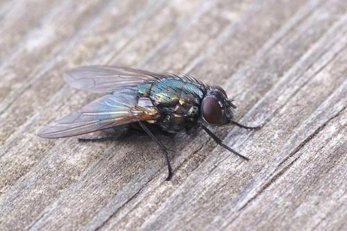 Réf. 201 677 : Eudasyphora cyanella