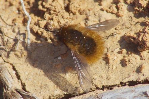 Bombylius sp.