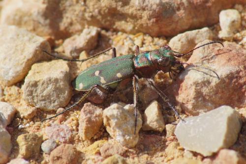 Réf. 201 627 : Cicindela maroccana pseudomaroccana
