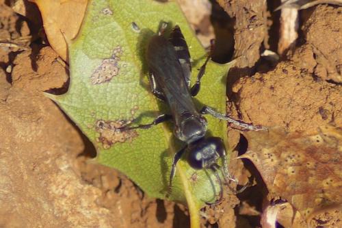 Liris niger