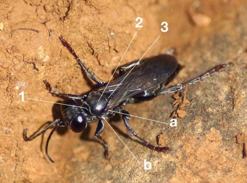 Liris niger