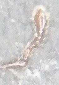 Euophryum rufum