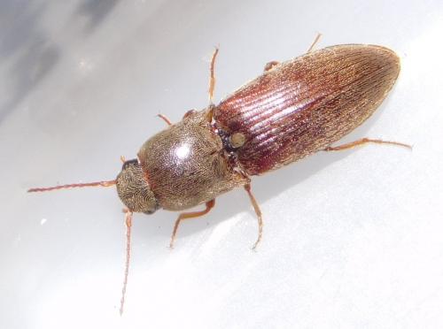 Agriotes sp.