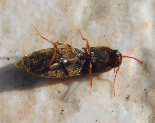 Agriotes sp.