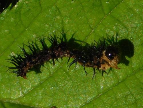 Réf. 201 490 : Periclista pubescens