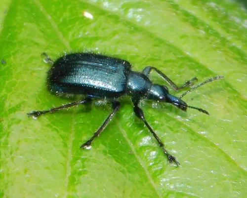 Lasiorhynchites olivaceus