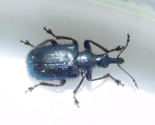 Lasiorhynchites olivaceus