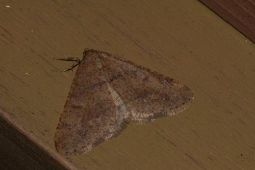 Réf. 201 074 : Agriopis marginaria