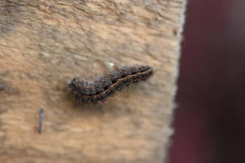Eilema caniola