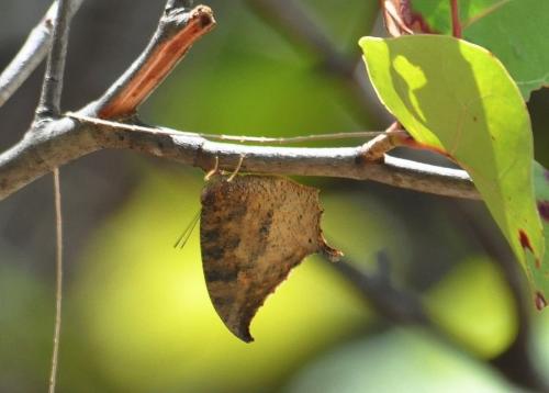 Anaea cubana