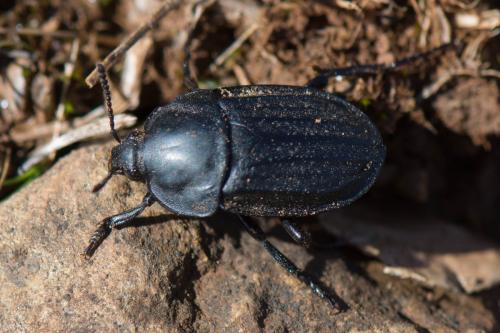 Réf. 201 189 : Silpha sp.