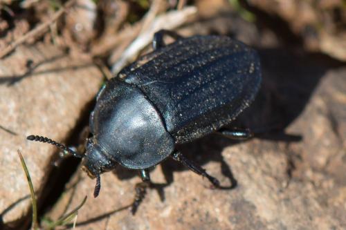 Réf. 201 190 : Silpha sp.