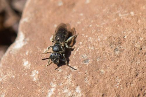 Lasioglossum sp.