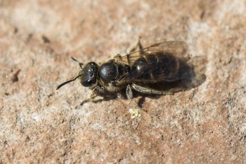 Lasioglossum sp.