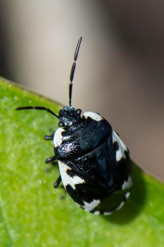 Tritomegas rotundipennis