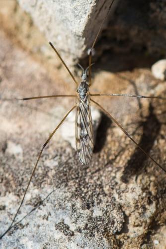 Dactylolabis sexmaculata