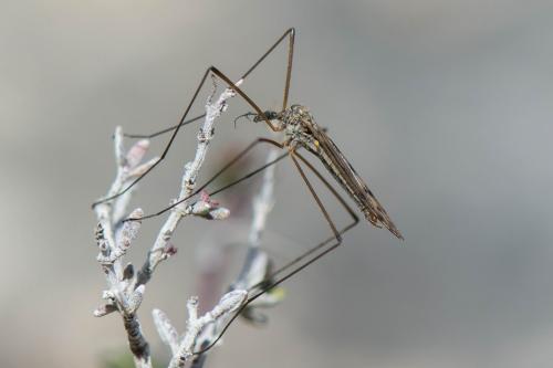 Dactylolabis sexmaculata