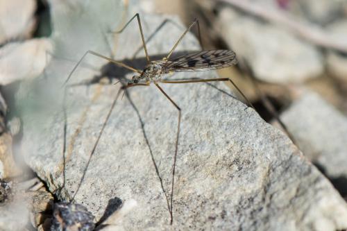Dactylolabis sexmaculata