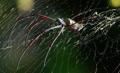 Trichonephila antipodiana